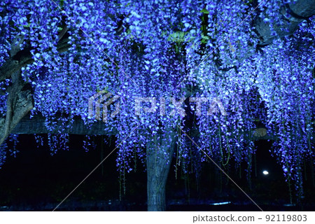 龜戶天神的紫藤花 龜戶天神的紫藤花 92119803