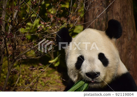 上野動物園的熊貓（百合） 92119804