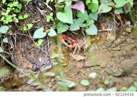 Sawa crab that lives near the water in summer [Sawa crab] 92120416