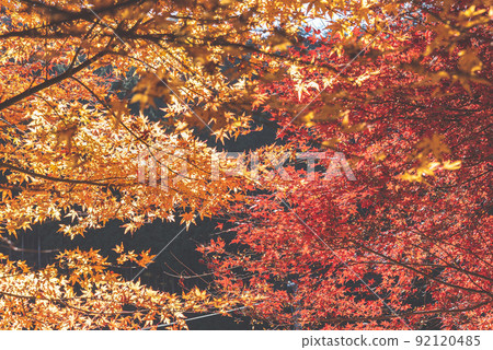 Red autumn leaves and yellow autumn leaves Red autumn leaves and yellow autumn leaves 92120485