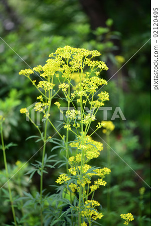 Ominae (maro flower) 92120495