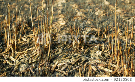 Fields fire blaze barley after flame wild drought dry black earth ground catastrophic pity damage Hordeum vulgare vegetation cereals stand green natural disaster burnt down, drone aerial Fields fire blaze barley after flame wild drought dry black earth ground catastrophic pity damage Hordeum vulgare vegetation cereals stand green natural disaster burnt down, drone aerial 92120568