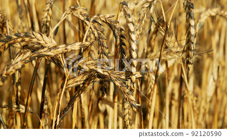 Barley fields ears damage burnt fire flame barley after blaze detail heat, wild drought dry black earth ground catastrophic closeup Hordeum vulgare vegetation cereals stand green natural disaster Barley fields ears damage burnt fire flame barley after blaze detail heat, wild drought dry black earth ground catastrophic closeup Hordeum vulgare vegetation cereals stand green natural disaster 92120590