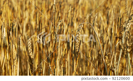 Fields ears burnt fire flame barley after blaze heat, wild drought dry black earth ground catastrophic pity damage Hordeum vulgare vegetation cereals stand green natural disaster down, global change Fields ears burnt fire flame barley after blaze heat, wild drought dry black earth ground catastrophic pity damage Hordeum vulgare vegetation cereals stand green natural disaster down, global change 92120600