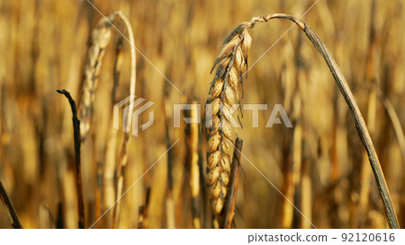 Barley fields ears damage burnt fire flame barley after blaze detail heat, wild drought dry black earth ground catastrophic closeup Hordeum vulgare vegetation cereals stand green natural disaster 92120616