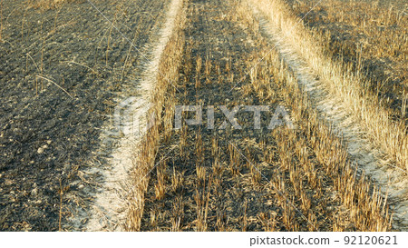 Fields fire burnt barley after blaze wild drought dry flame black earth ground catastrophic pity damage Hordeum vulgare vegetation cereals stand green natural disaster down, drone aerial 92120621
