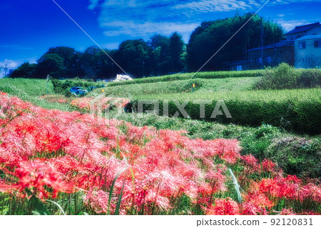 The rural scenery of early autumn is a red carpet of cluster amaryllis 92120831