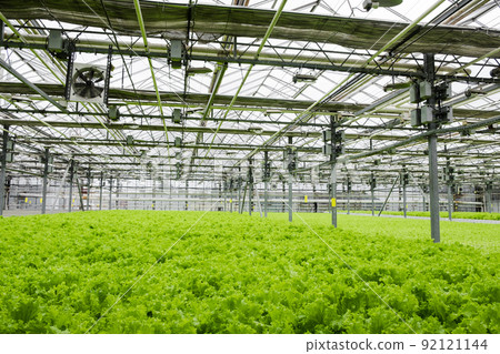 Greenhouse plantation with lettuce greenery. Concept for industrial agriculture. Rows of Plant Cultivated Inside a Large Greenhouse Building. Eco farming business. Cultivate and Selection. 92121144