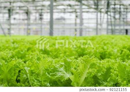 Greenhouse plantation with lettuce greenery. Concept for industrial agriculture. Rows of Plant Cultivated Inside a Large Greenhouse Building. Eco farming business. Cultivate and Selection. 92121155