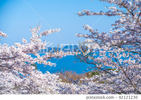Matsushima, one of the three most scenic spots in Japan, the cherry blossoms seen from the westbound pine park and the blue sky of Matsushima Bay (Matsushima Town, Miyagi Prefecture) 92121230