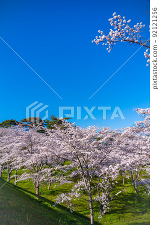 從日本三大名勝之一的松島（宮城縣松島町）看到的櫻花和藍天 92121256