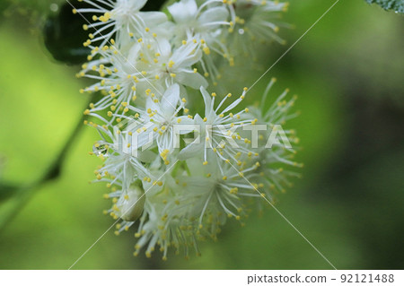 Sawa crayfish flowers 92121488