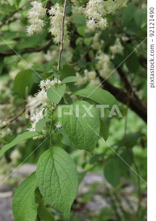 Sawa小龍蝦花 Sawa小龍蝦花 92121490