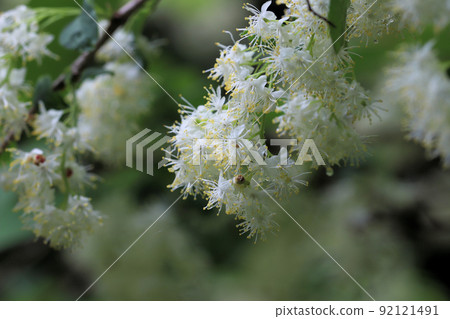 Sawa小龍蝦花 Sawa小龍蝦花 92121491