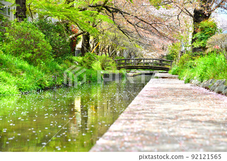 Nikaryō水路（宿河原附近）（神奈川縣川崎市）[2022.4] 92121565