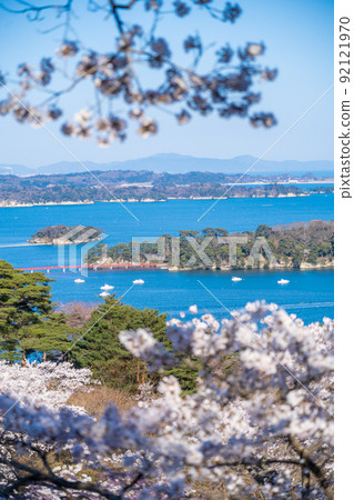 日本三大名勝之一的松島，從西行松園看到的櫻花和松島灣的藍天（宮城縣松島町） 92121970
