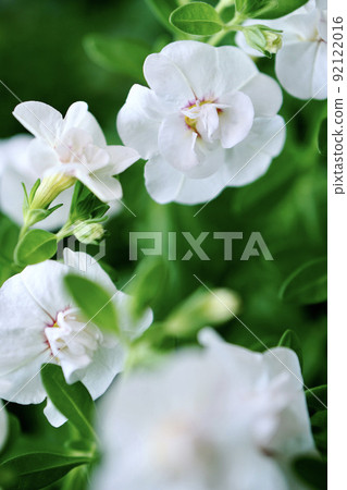 白領花Calibrakova矮牽牛 92122016