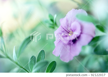 紫色花 Calibrakova 矮牽牛 92122017