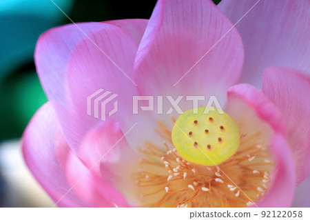 原子蓮花 92122058