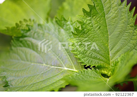 水培綠紫蘇特寫側 水培綠紫蘇特寫側 92122367