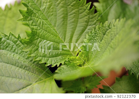 水培中綠色紫蘇葉脈前的散景 水培中綠色紫蘇葉脈前的散景 92122370