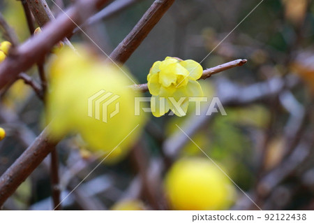 Japanese allspice that announces the arrival of spring 92122438