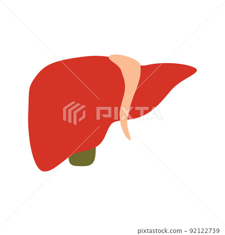 Liver isolated on white background Liver isolated on white background 92122739