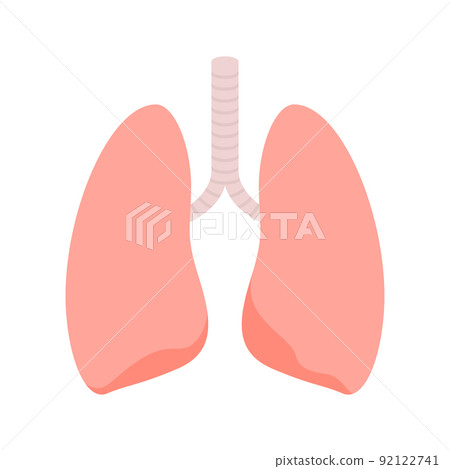 Lungs isolated on white background Lungs isolated on white background 92122741