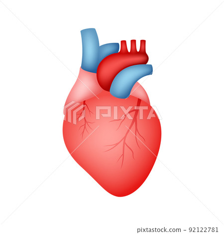 Human Heart isolated on white background - Stock Illustration [92122781 ...