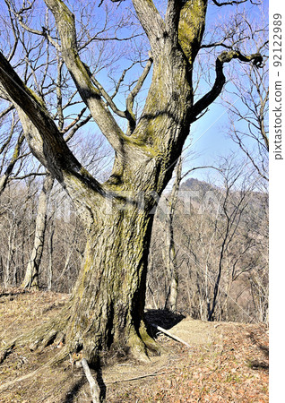 丹澤的京岳、北山京岳垂直路線林 92122989