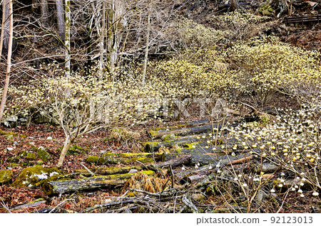 丹澤的阿澤丸三俁盛開的森林 92123013