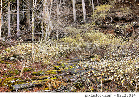 丹澤的阿澤丸三俁盛開的森林 92123014