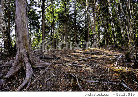 Forest at the summit of Byobuiwayama in Tanzawa Forest at the summit of Byobuiwayama in Tanzawa 92123019