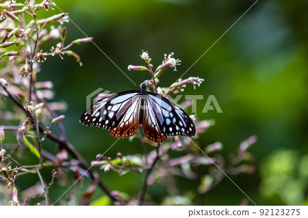 [Chestnut tiger, Niigata Prefecture] Chestnut tiger, a traveling butterfly that dances on Sado Island August 92123275