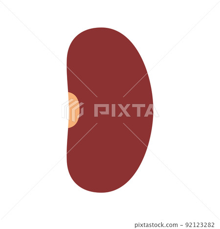 Kidney Bean isolated on white background 92123282