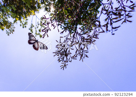 [Chestnut tiger, Niigata Prefecture] Chestnut tiger, a traveling butterfly that dances on Sado Island August 92123294
