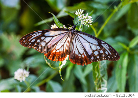 [新潟縣栗虎] 八月在佐渡島翩翩起舞的旅行蝴蝶栗虎 92123304