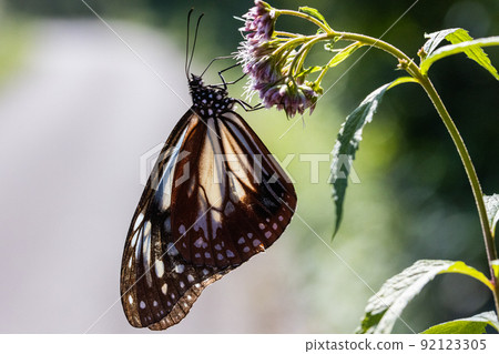 [新潟縣栗虎] 八月在佐渡島翩翩起舞的旅行蝴蝶栗虎 92123305