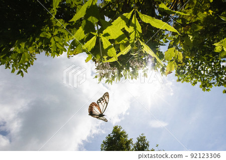 [Chestnut tiger, Niigata Prefecture] Chestnut tiger, a traveling butterfly that dances on Sado Island August 92123306