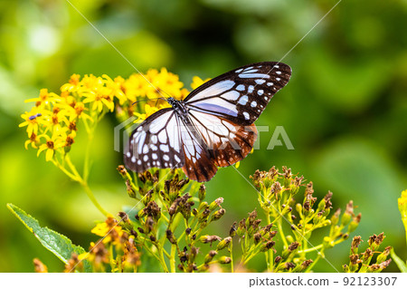 [Chestnut tiger, Niigata Prefecture] Chestnut tiger, a traveling butterfly that dances on Sado Island August 92123307