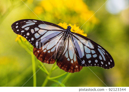 [Chestnut tiger, Niigata Prefecture] Chestnut tiger, a traveling butterfly that dances on Sado Island August 92123344