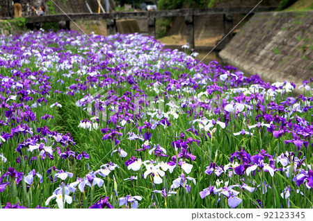 Takase Urakawa Iris Festival - Historic stone bridge, elegant scenery of stone walls and irises 92123345