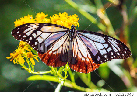 [Chestnut tiger, Niigata Prefecture] Chestnut tiger, a traveling butterfly that dances on Sado Island August 92123346