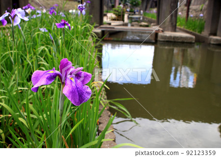 高瀨浦川花菖蒲節 - 歷史悠久的石橋、石牆和花菖蒲的優雅景色 92123359