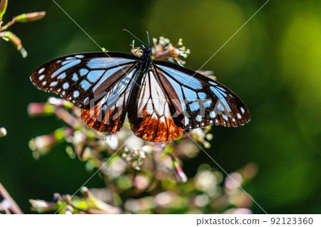 [新潟縣栗虎] 八月在佐渡島翩翩起舞的旅行蝴蝶栗虎 92123360