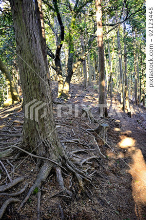 A mountain trail that passes through the forest of Mt. Ogino Takatori in the Sagami Alps of Tanzawa A mountain trail that passes through the forest of Mt. Ogino Takatori in the Sagami Alps of Tanzawa 92123448