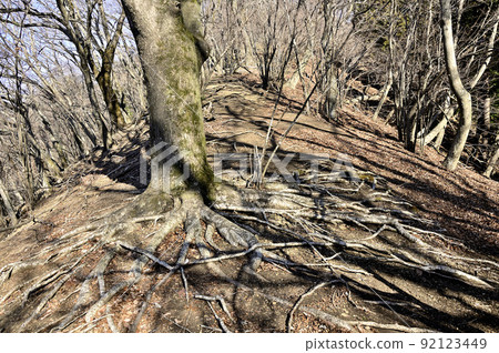 Tanzawa Sagami Alps Kegonyama Forest Tanzawa Sagami Alps Kegonyama Forest 92123449