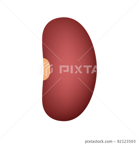 Kidney Bean isolated on white background Kidney Bean isolated on white background 92123503