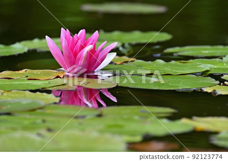 Beautiful flowering pink water lily - lotus in a garden in a pond. Reflections on water surface. 92123774
