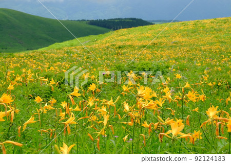 Kirigamine: Scenery when Nikko Kisuge blooms on the Kurumayama plateau 92124183